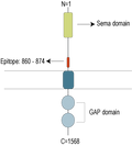 Anti-Plexin-C1 (extracellular) Antibody