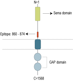 Anti-Plexin-C1 (extracellular) Antibody