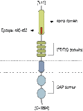 Anti-Plexin-A3 (extracellular) Antibody