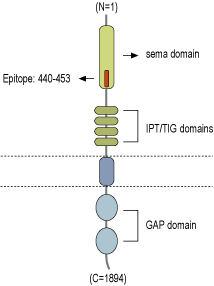 Anti-Plexin-A3 (extracellular) Antibody