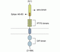 Plexin-A3 (extracellular) Blocking Peptide