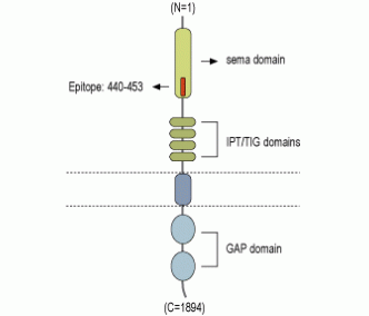 Plexin-A3 (extracellular) Blocking Peptide