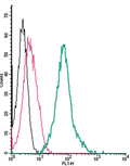 Anti-Thromboxane A2 Receptor (extracellular)-FITC Antibody