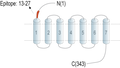 Anti-Thromboxane A2 Receptor (extracellular) Antibody