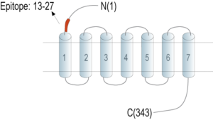 Anti-Thromboxane A2 Receptor (extracellular) Antibody