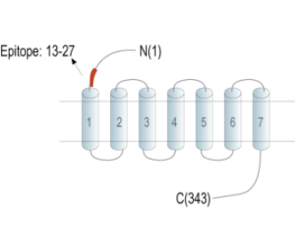 Thromboxane A2 Receptor (extracellular) Blocking Peptide