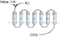 Anti-P2Y2 Receptor (extracellular) Antibody