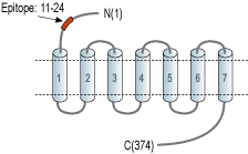 Anti-P2Y2 Receptor (extracellular) Antibody