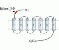 P2Y2 Receptor (extracellular) Blocking Peptide