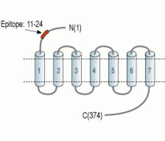 P2Y2 Receptor (extracellular) Blocking Peptide