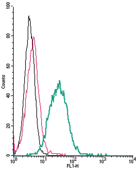 Anti-P2Y13 Receptor (extracellular)-FITC Antibody