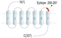Anti-P2Y13 Receptor (extracellular) Antibody