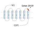 P2Y13 Receptor (extracellular) Blocking Peptide