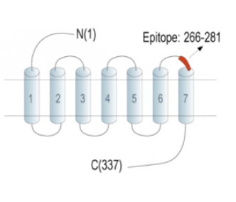 P2Y13 Receptor (extracellular) Blocking Peptide