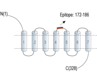 P2Y6 Receptor (extracellular) Blocking Peptide