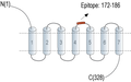 Anti-P2Y6 Receptor (extracellular) Antibody