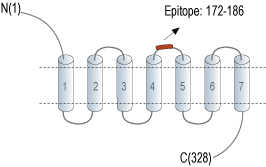 Anti-P2Y6 Receptor (extracellular) Antibody
