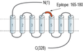 Anti-P2Y10 (extracellular) Antibody