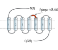 P2Y10 (extracellular) Blocking Peptide