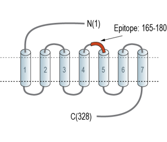 P2Y10 (extracellular) Blocking Peptide