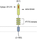 Anti-Plexin-A4 (extracellular) Antibody