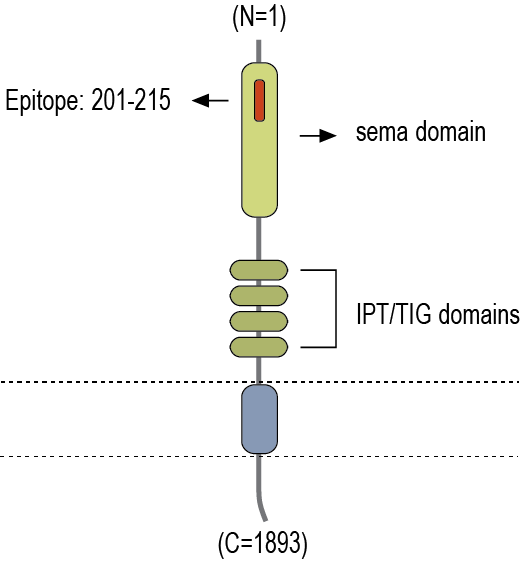 Anti-Plexin-A4 (extracellular) Antibody