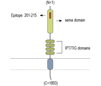 Plexin-A4 (extracellular) Blocking Peptide