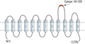 Anti-PepT2/SLC15A2 (extracellular) Antibody
