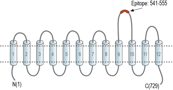 Anti-PepT2/SLC15A2 (extracellular) Antibody
