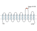 PepT2/SLC15A2 (extracellular) Blocking Peptide
