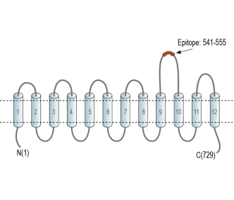 PepT2/SLC15A2 (extracellular) Blocking Peptide