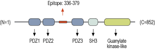 Anti-PSD-93 Antibody
