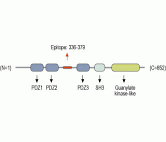PSD-93 Blocking Peptide
