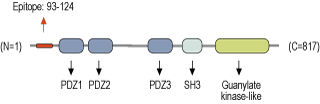 Anti-SAP102 Antibody