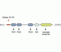 SAP102 Blocking Peptide