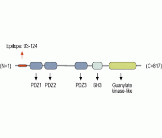 SAP102 Blocking Peptide