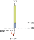 Anti-Caspr2 Antibody