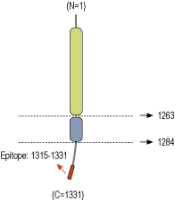 Anti-Caspr2 Antibody