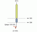 Caspr2 Blocking Peptide