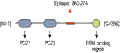 Anti-NHERF-1/EBP50 Antibody