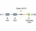 NHERF-1/EBP50 Blocking Peptide