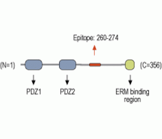 NHERF-1/EBP50 Blocking Peptide