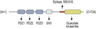 Anti-PSD-95 Antibody