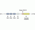 PICK1 Blocking Peptide