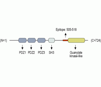 PICK1 Blocking Peptide