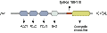 Guinea Pig Anti-PSD-95 Antibody