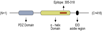 Anti-PICK1 Antibody