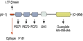 Anti-SAP-97/DLG1 Antibody