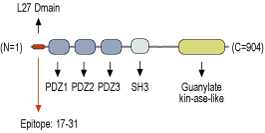 Anti-SAP-97/DLG1 Antibody