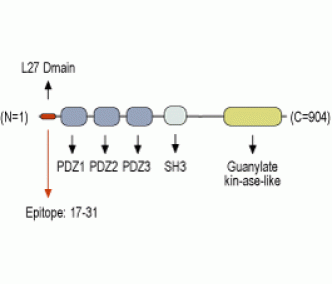 SAP-97/DLG1 Blocking Peptide